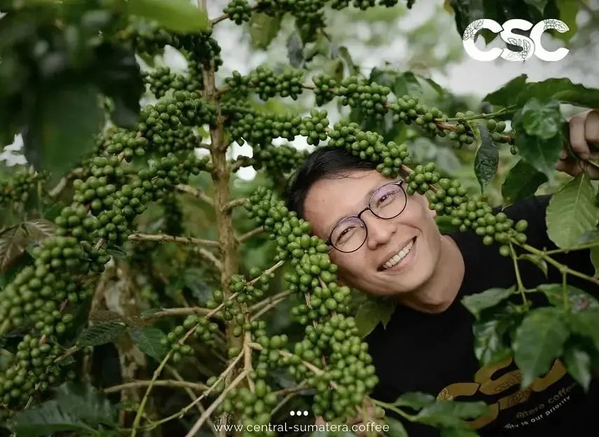 Person peaking through a coffee plant full with coffee cherries
