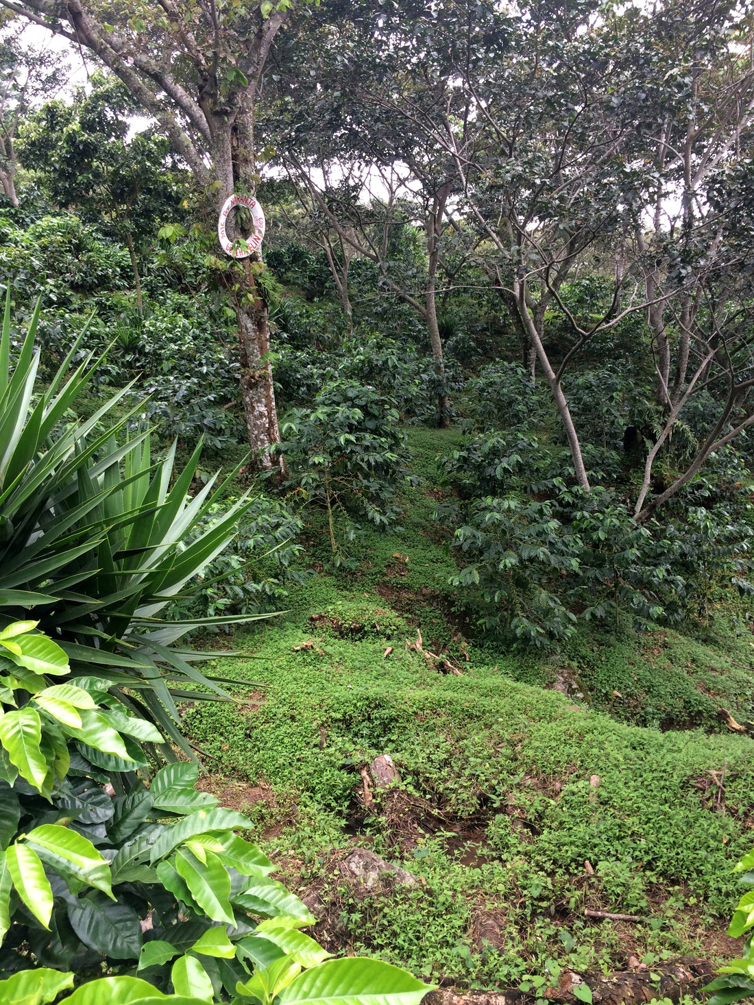 Episode V: The Coffee Journey