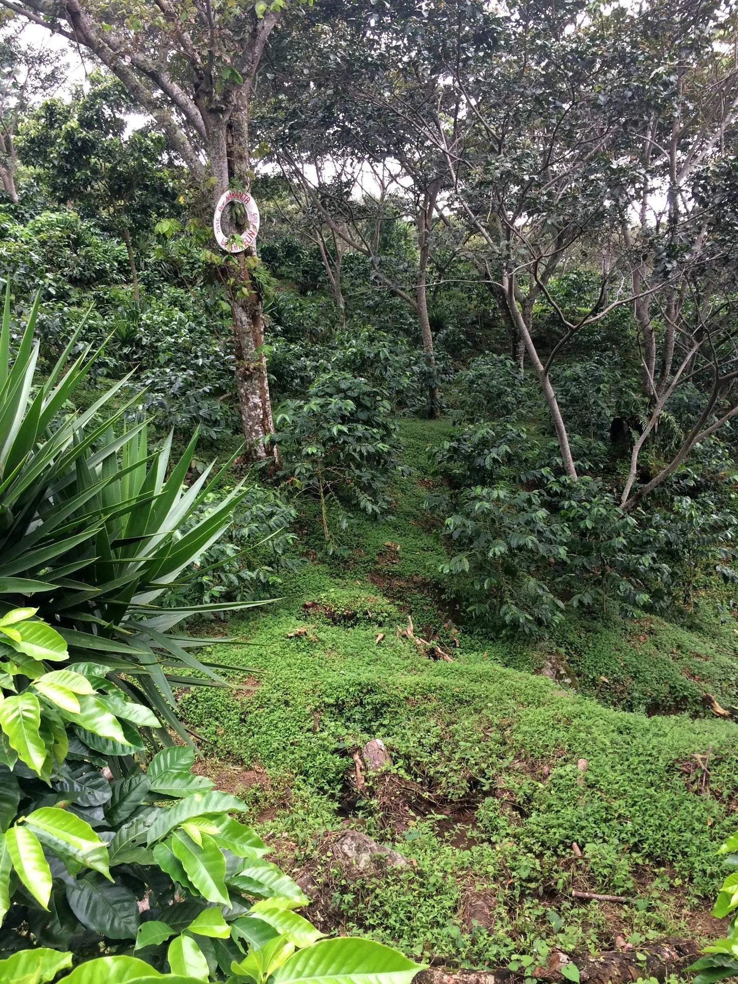 View of a coffee lot with coffee plants in our farm in EL Salvador