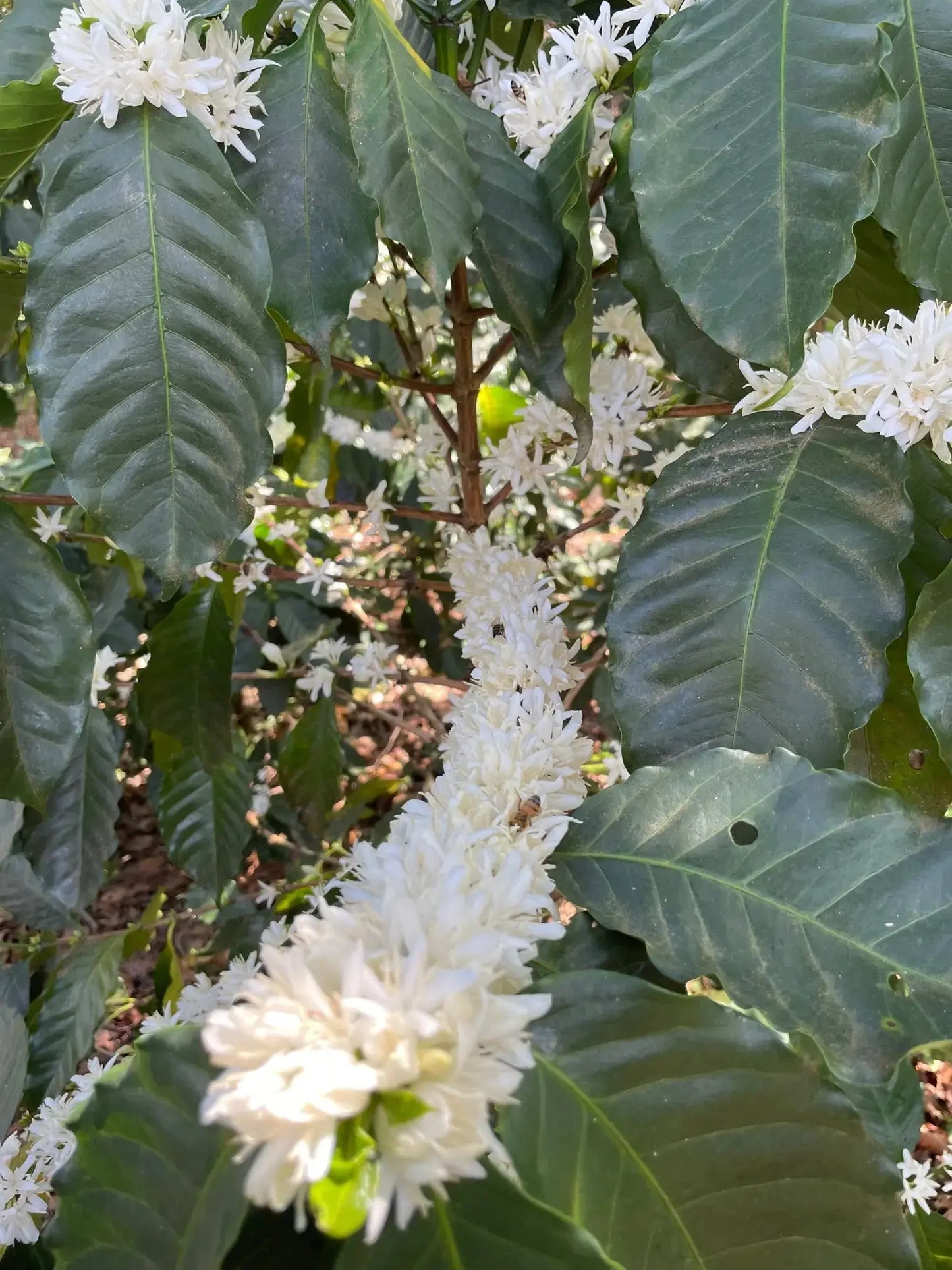 Close up of a coffee plant with flowers in a coffee farm El Salvador 