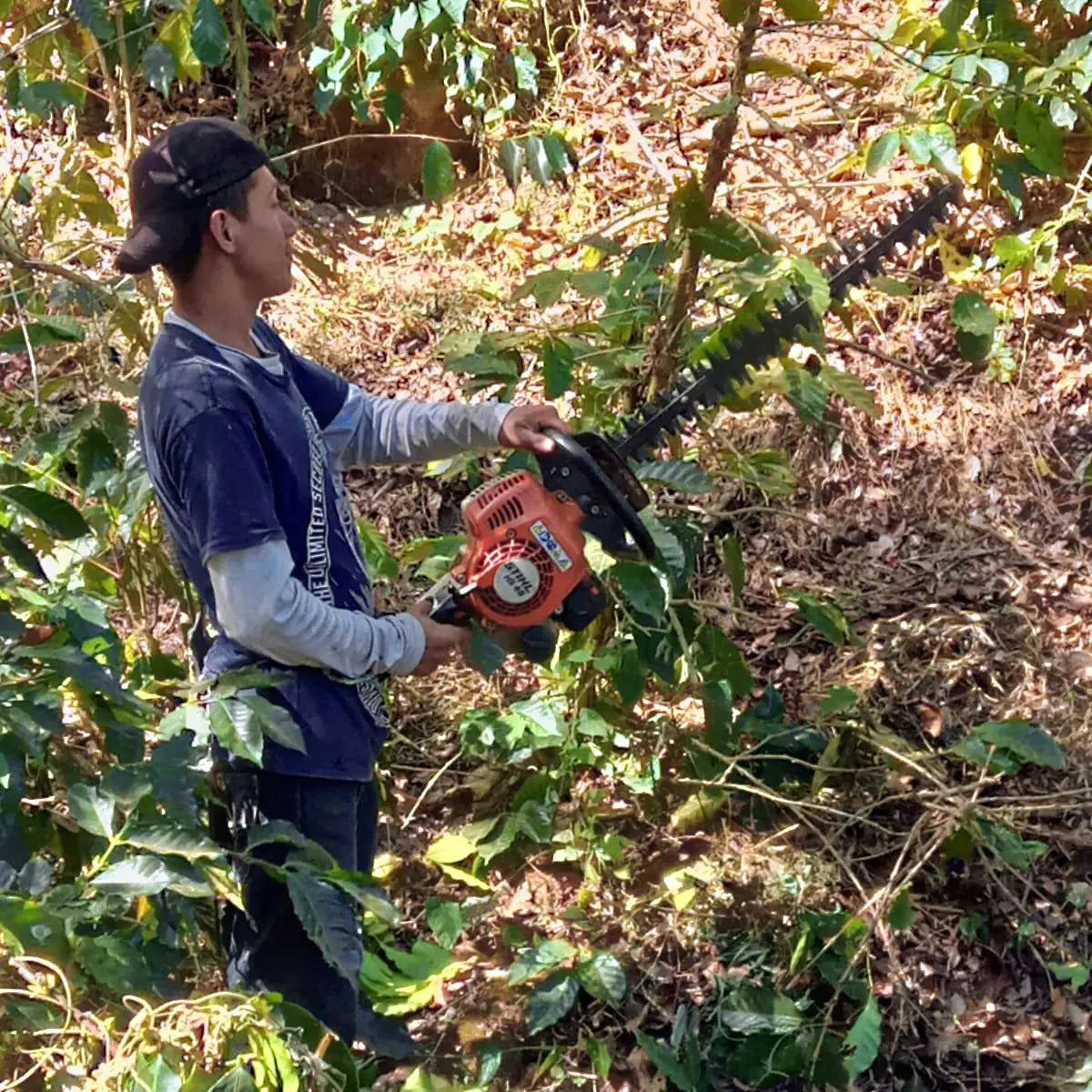Man picking coffee cherries at a coffee plantation in EL Salvador