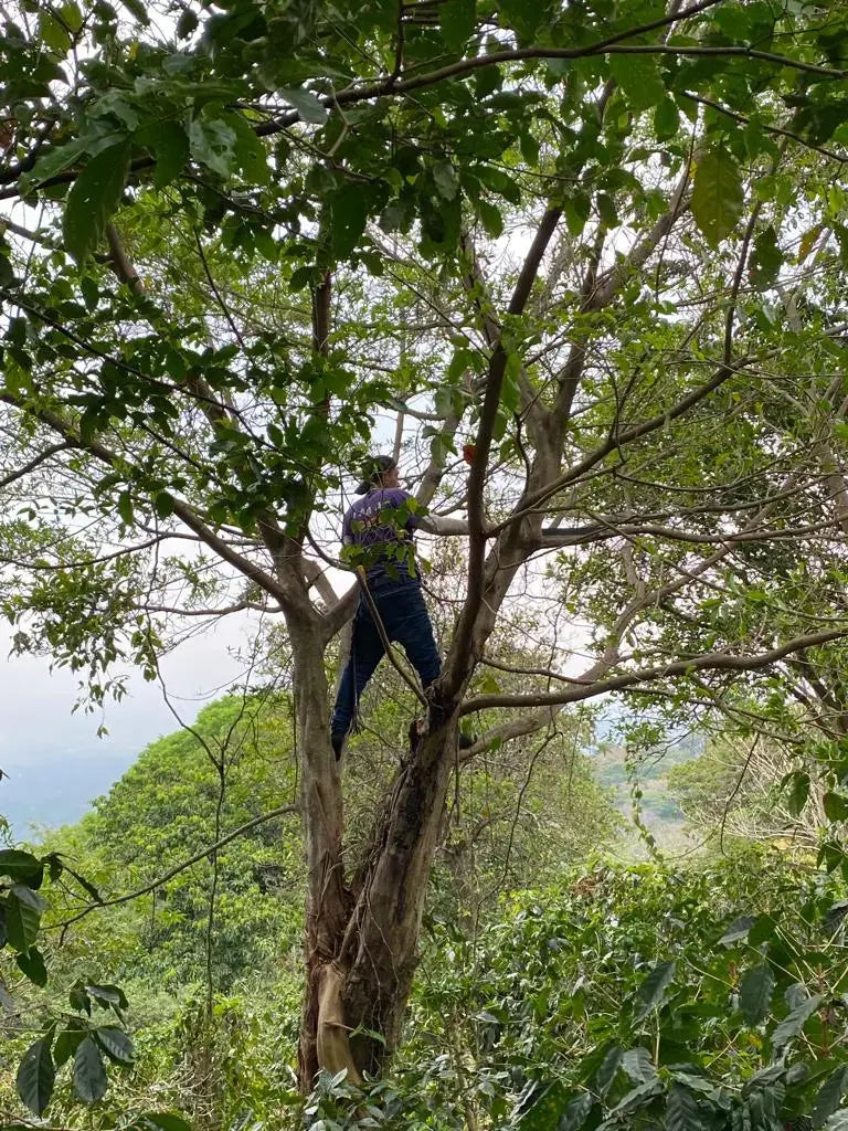 Person in a tree doing prunning for shade control on a coffee farm in El Salvador