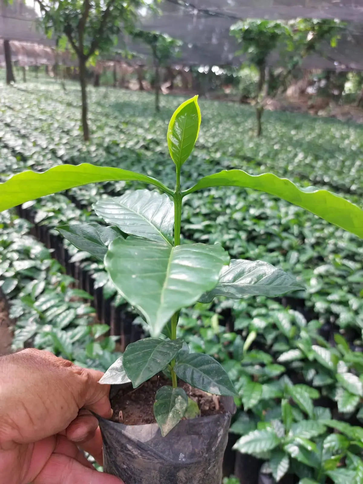 hand holding a little Coffee plant in a greenhouse nursery