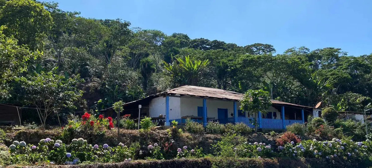 Image of Coffee Farm in El Salvador with blue skies and vegetation