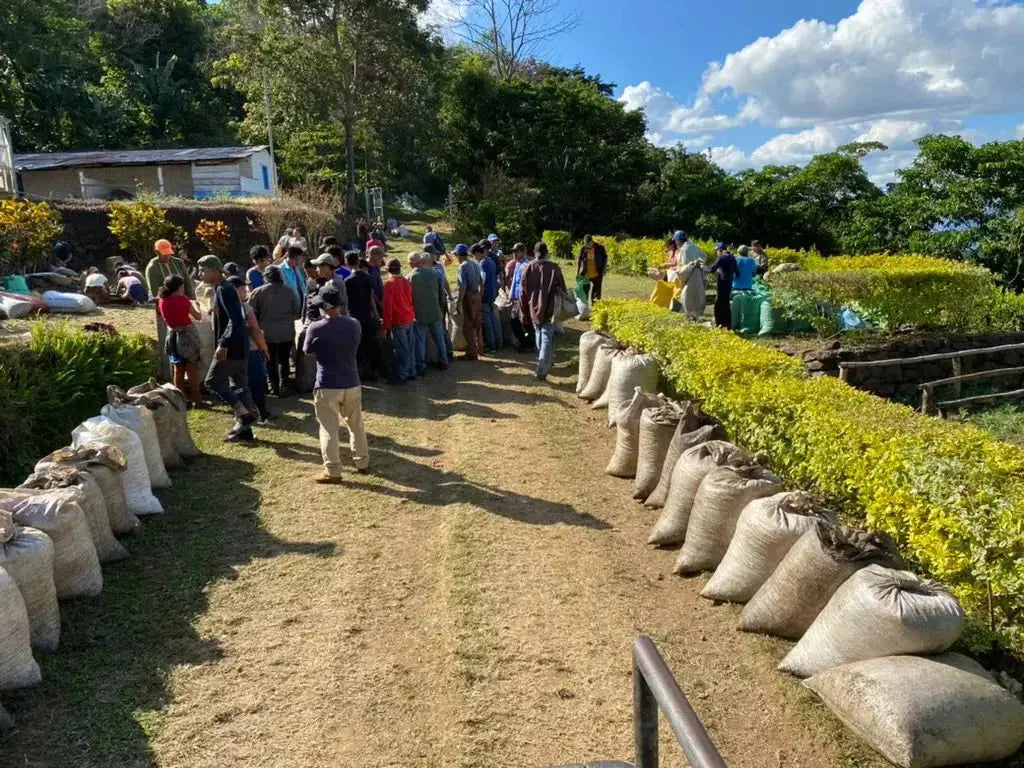 Image of Coffee Farm in El Salvador, Harvest season