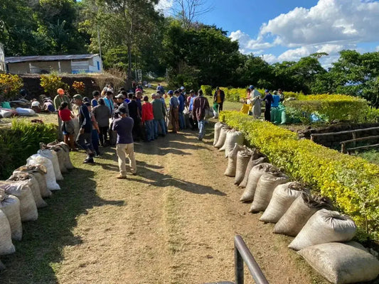 Image of Coffee Farm in El Salvador, Harvest season