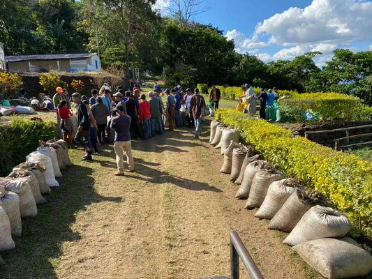 What Harvest Season Looks Like and What It Means for Your Coffee