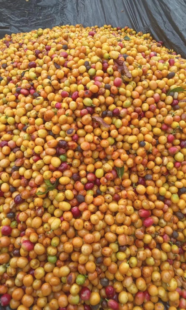 Yellow Pacamara Coffee: A Story from Our El Salvador Farm