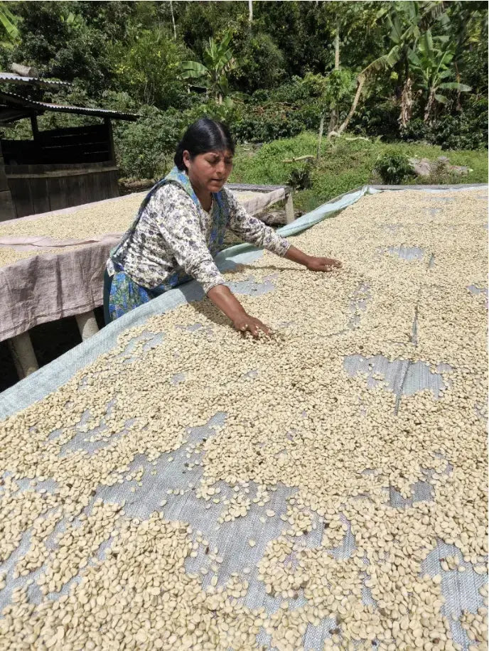 Men sourcing coffee beans in Bolivia