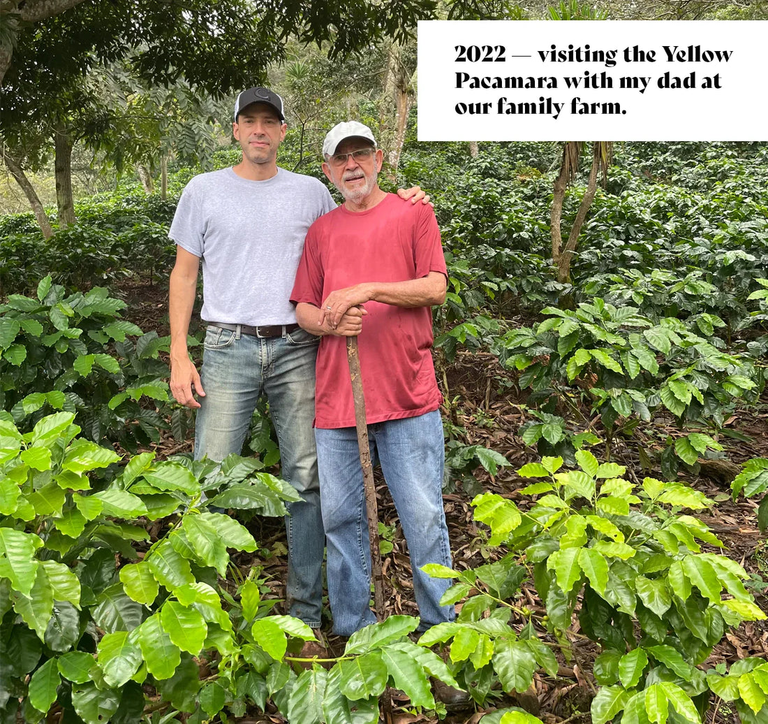 El Salvador Farm showing Pacamara Coffee Trees