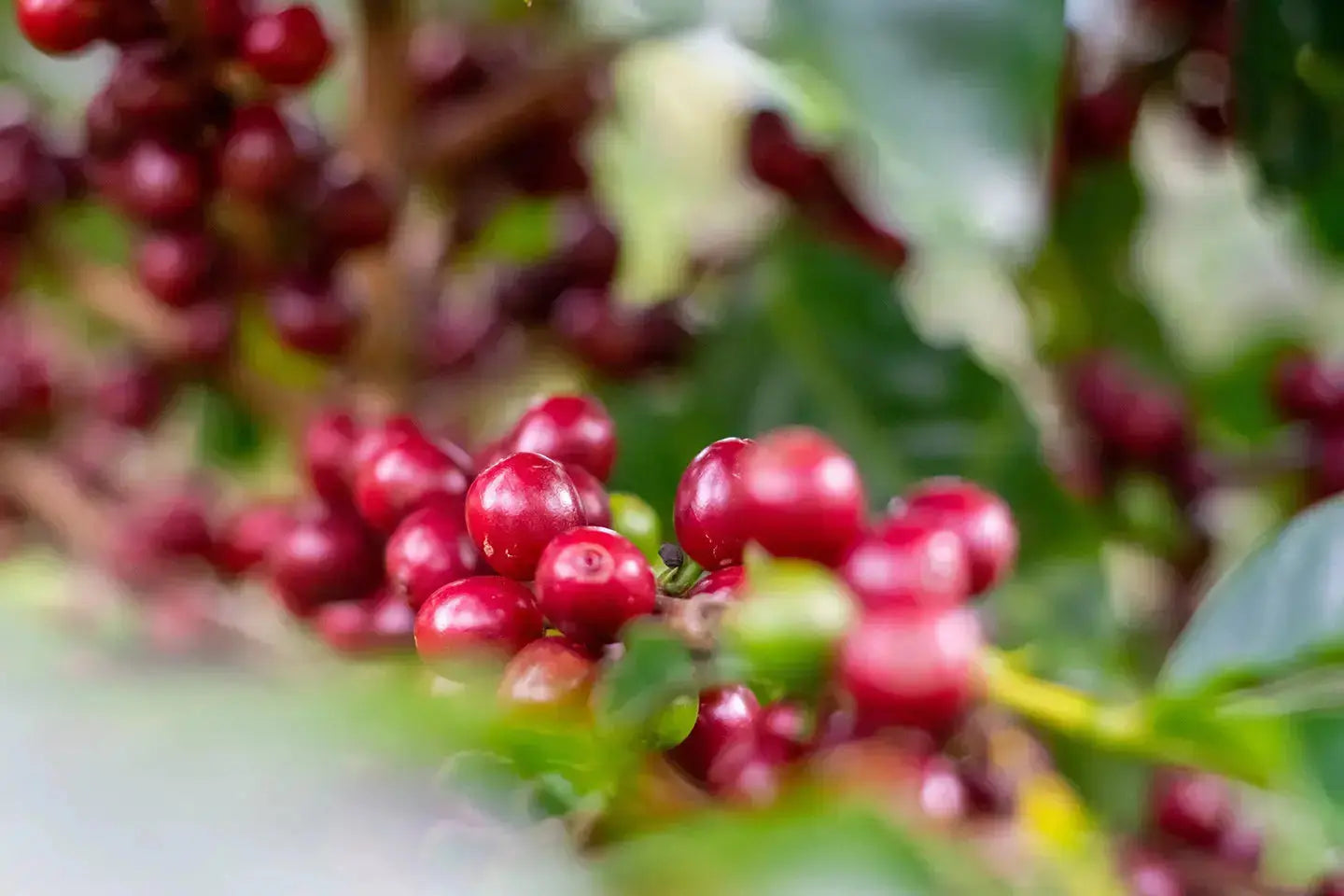 Coffee cherries at the tree, waiting to decide if they will go through the natural coffee processing or washed