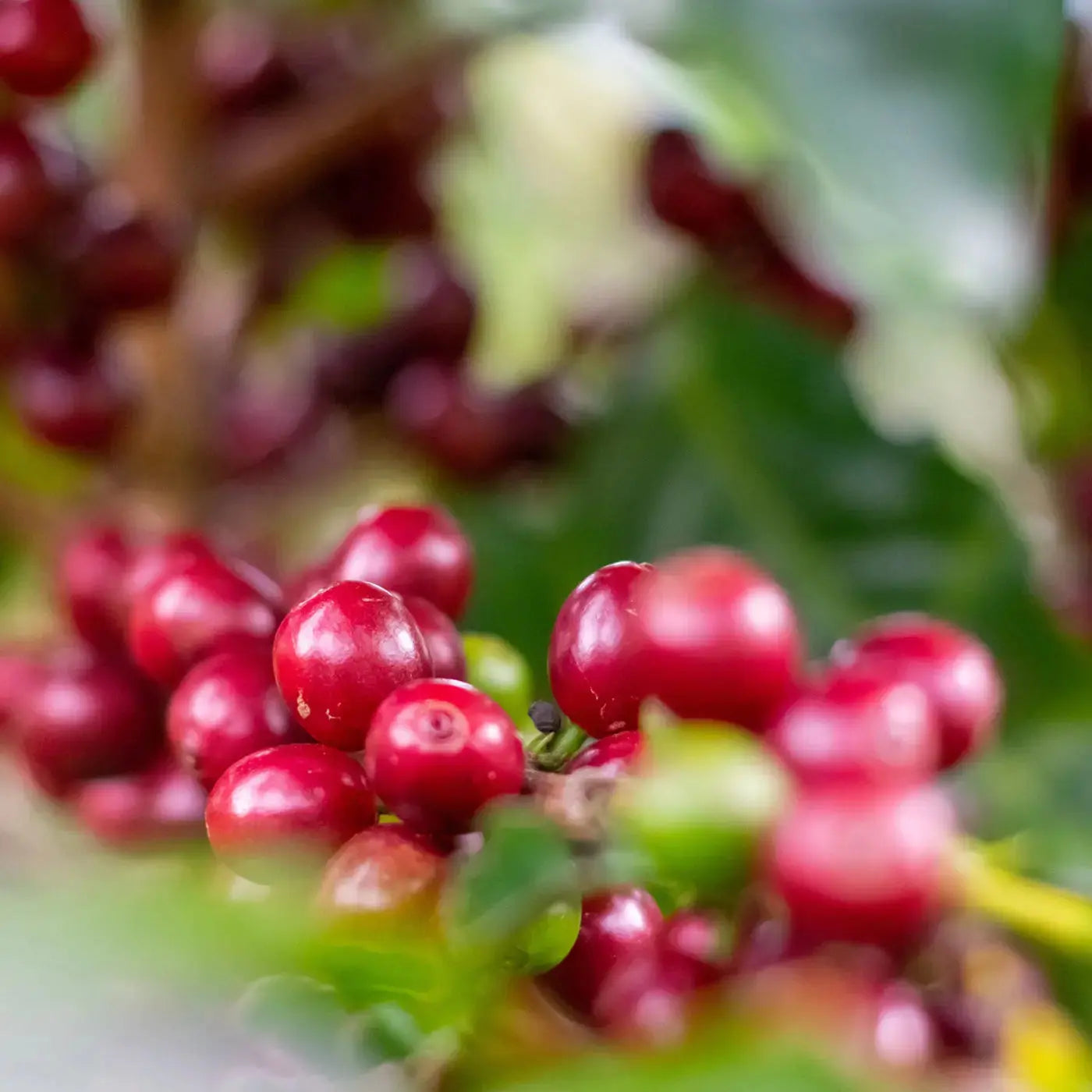 Close up of coffee cherries in a coffee plant en El Salvador farm