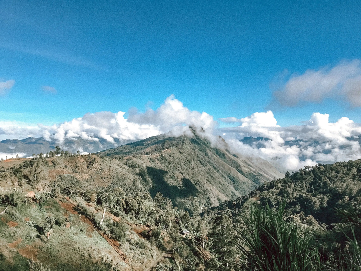 Image of coffee farms in Papua New Guinea