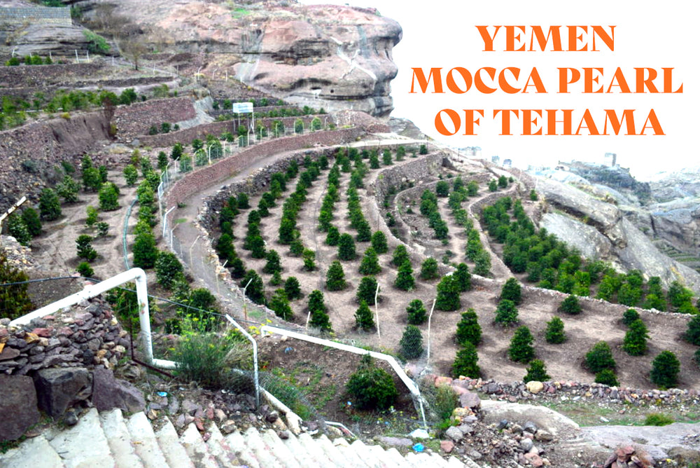 Yemen Mocca Pearl of Tehama