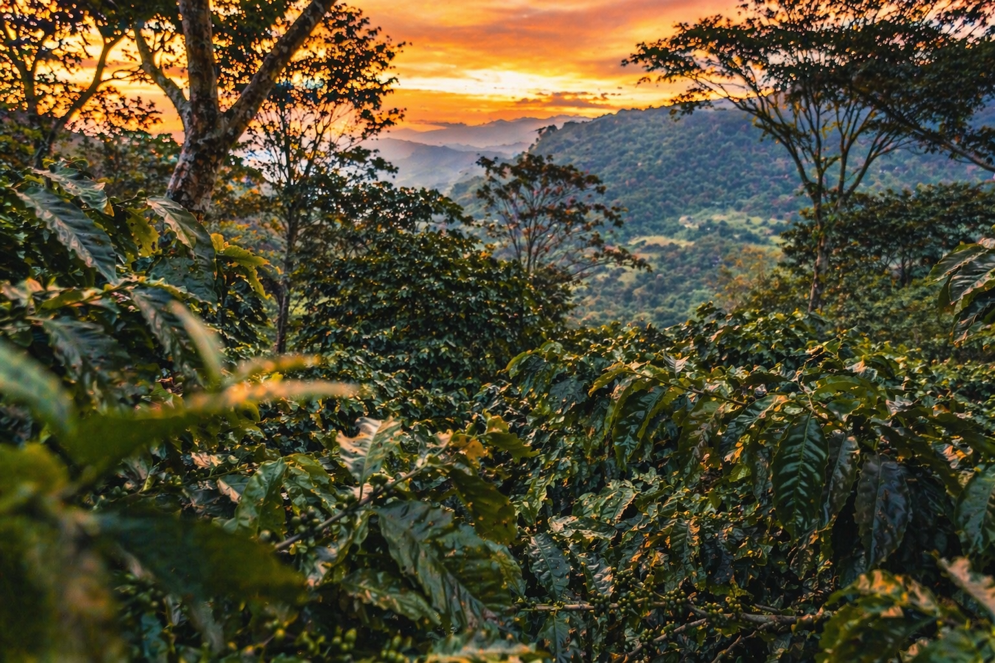 Sunset over a coffee plantation with trees and mountains in the background