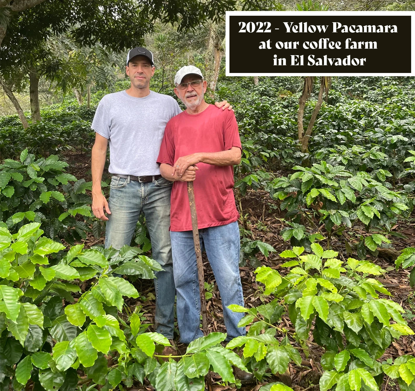Two men standing in a coffee farm with text indicating '2022 - Yellow Pacamara at our coffee farm in El Salvador'.