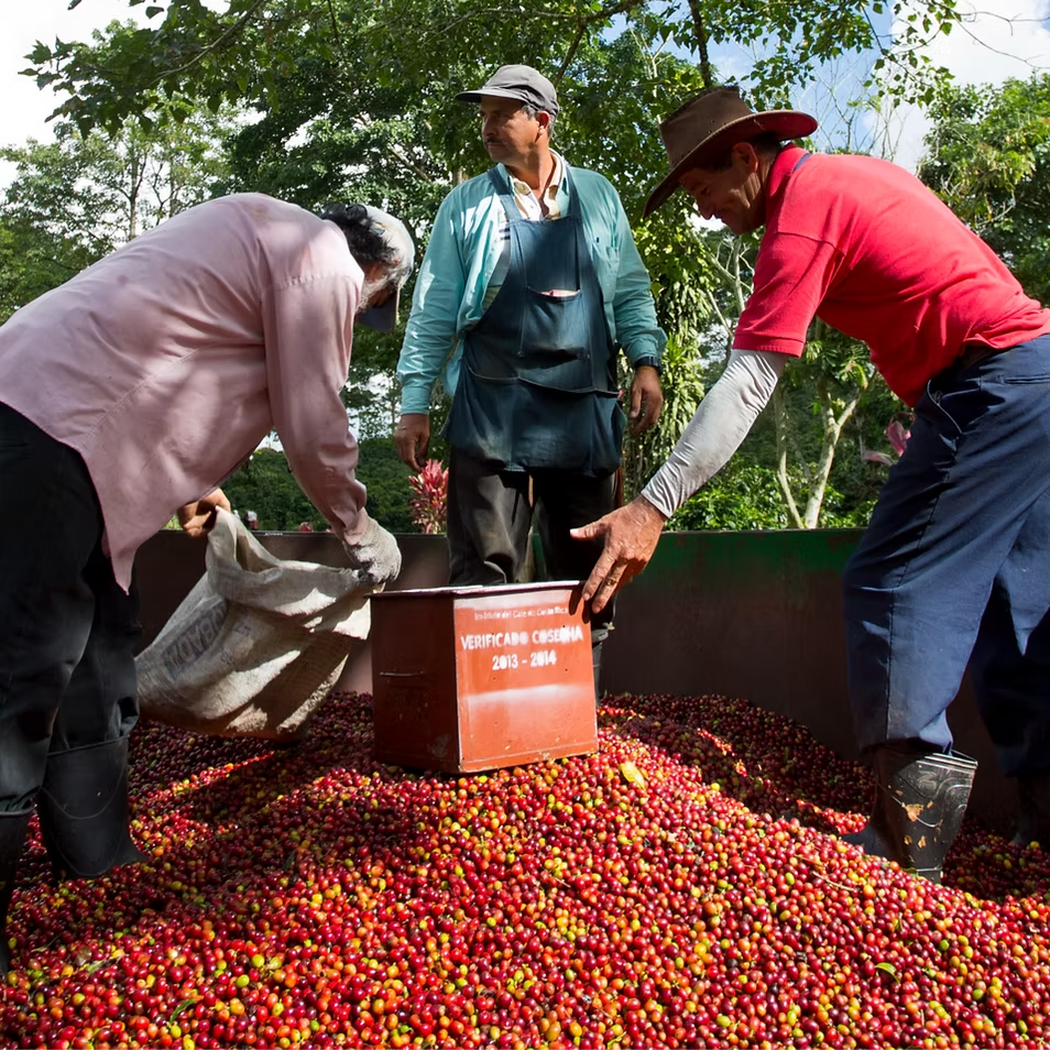 Three people sorting coffee beans in an outdoor setting with trees in the background.