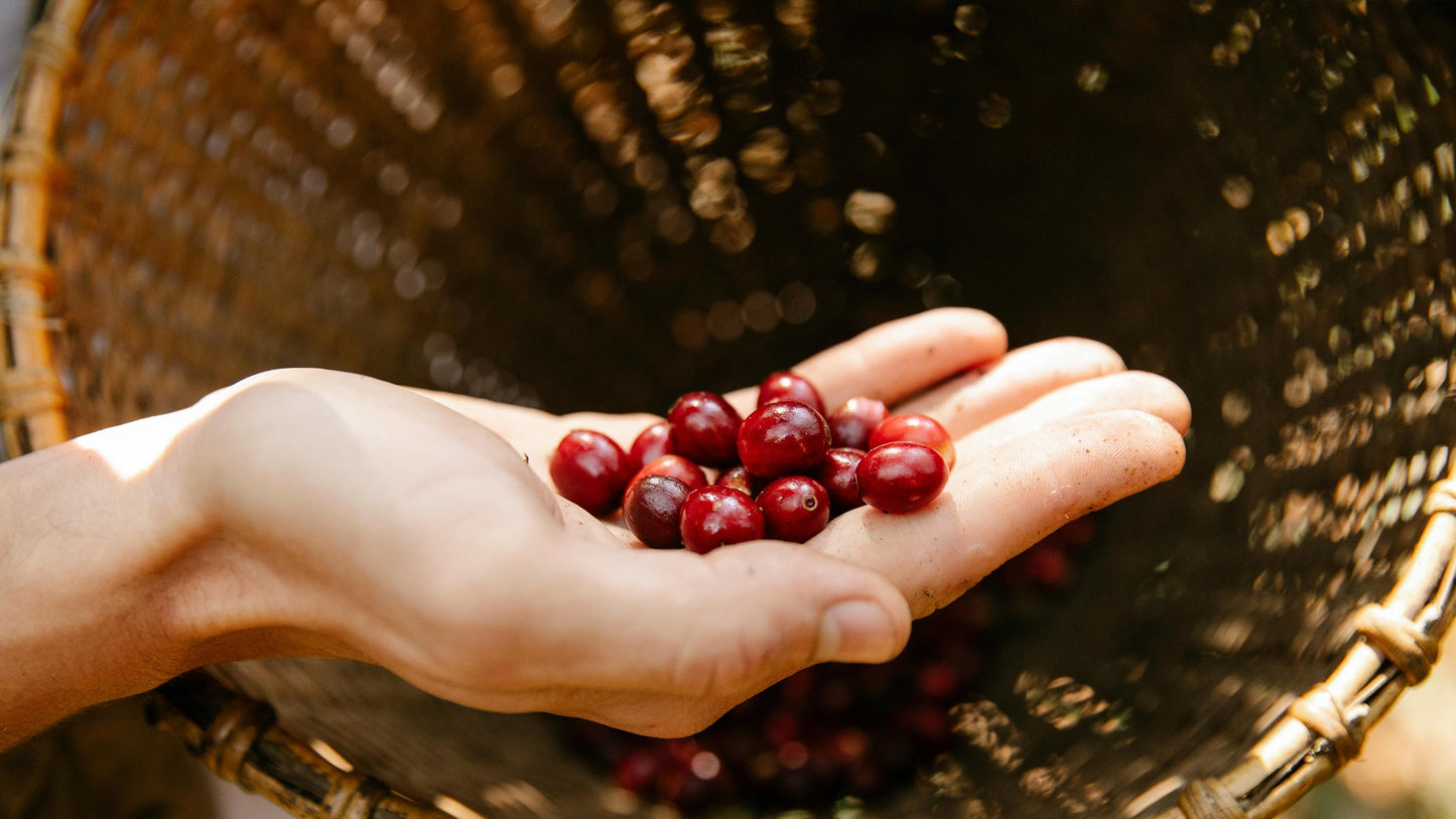 Hand holding red berries in front of a woven basket