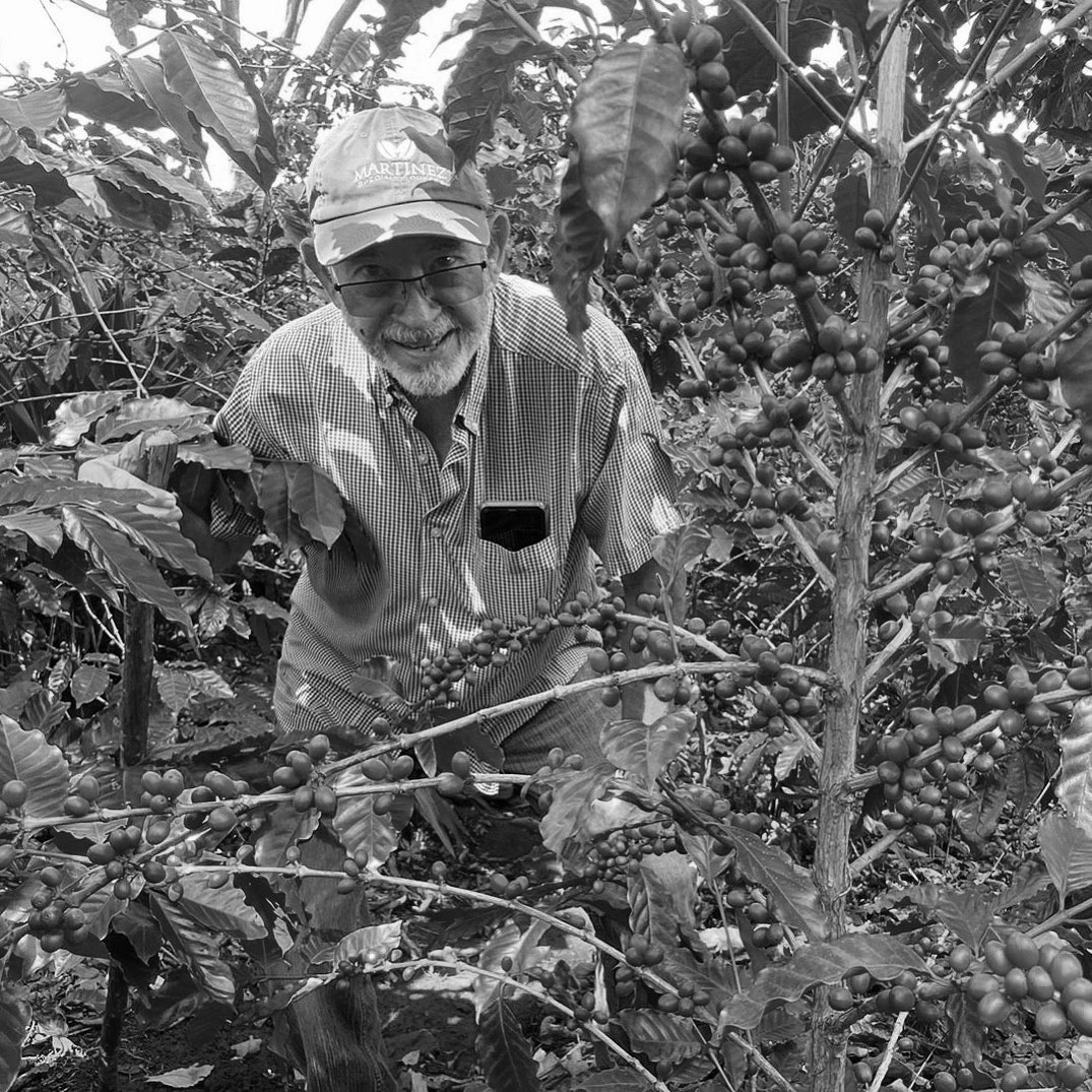 Man in a coffee plantation with coffee cherries on trees